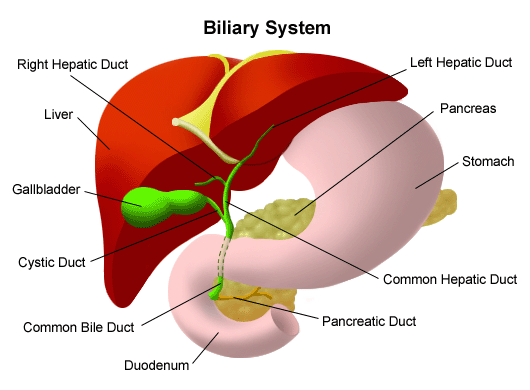 Gallbladder Surgery Diagram